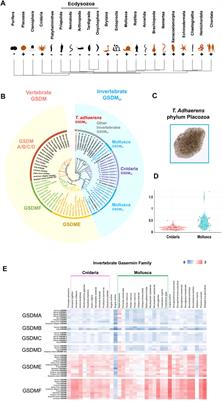 New insights into the evolutionary dynamic and lineage divergence of gasdermin E in metazoa